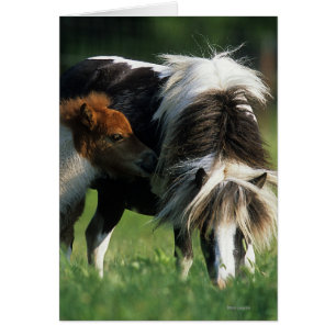 Cartão Égua & potros diminutos 2