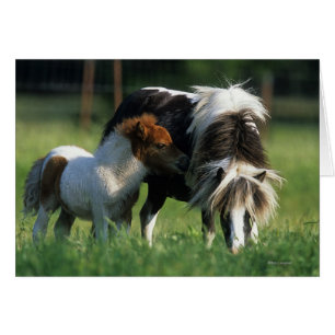 Cartão Égua & potros diminutos 2