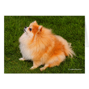 Cartão Ela, Pom Rainha do gramado