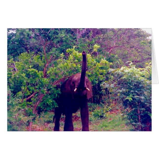 Cartão elefante (Frente Horizontal)