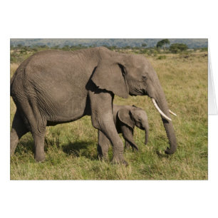 Cartão Elefante africano e cria (Loxodonta africana),