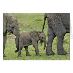 Cartão Elefante africano fêmea com bebê
