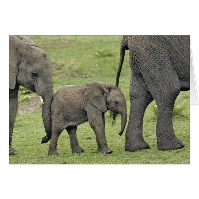 Cartão Elefante africano fêmea com bebê (Frente Horizontal)