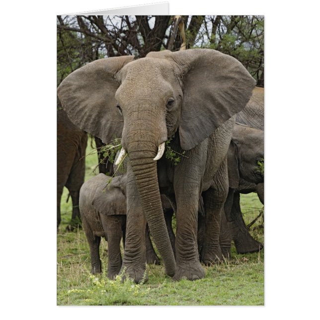 Cartão Elefante Africano | Manada (Frente)