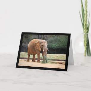 Cartão Elefante Africano no Parque