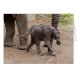Cartão Elefante bebê