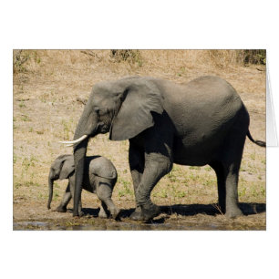 Cartão Elefante De Bebê E Mãe