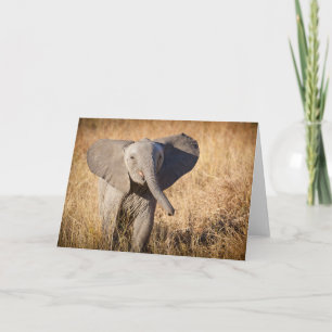Cartão Elefante de Bush