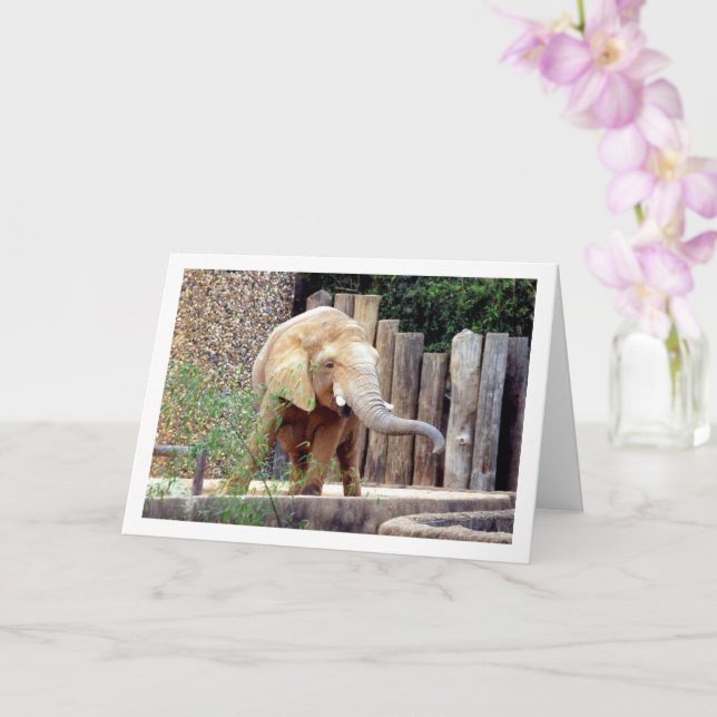 Cartão Elefante em Park (Orquídea)