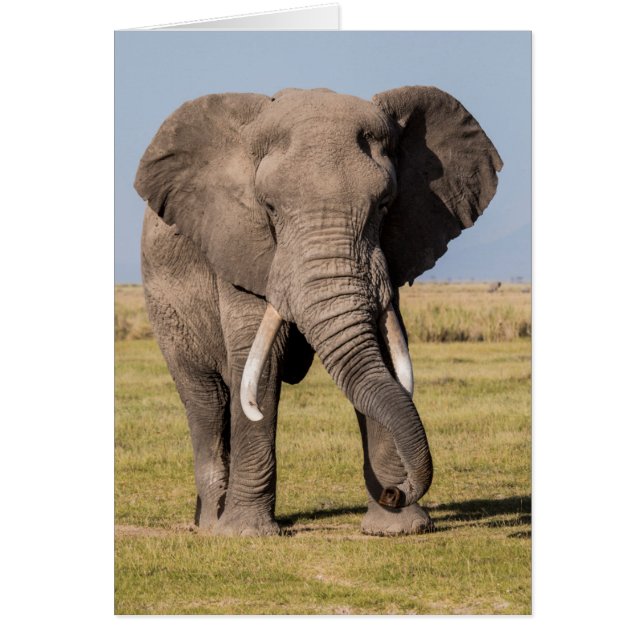 Cartão Elefante em uma Pose Agressiva (Frente)