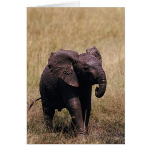 Cartão Elefante enlameado do bebê