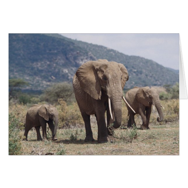 Cartão Elefante mãe andando com filhote de elefante (Frente Horizontal)