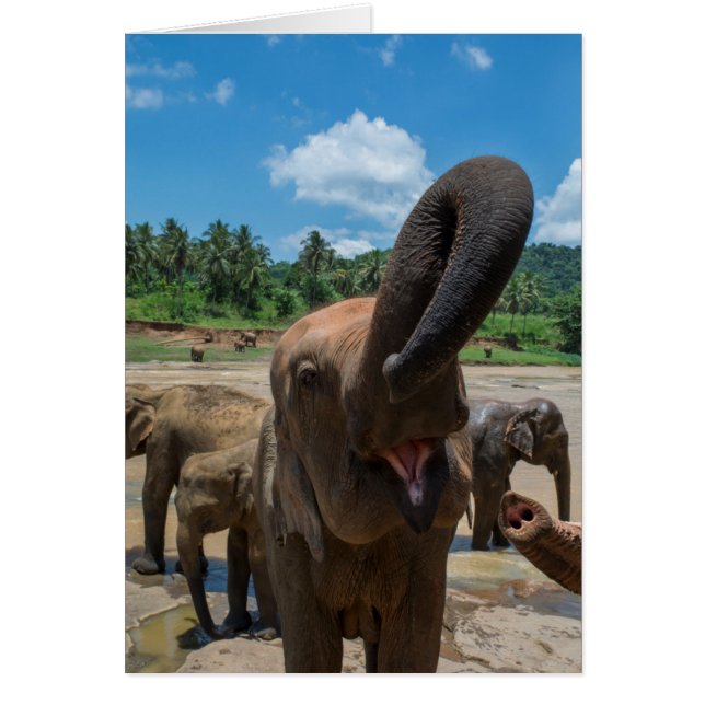 Cartão Elefante Sri Lanka (Frente)