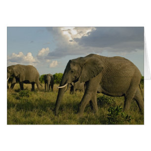 Cartão Elefantes africanos pastando, Loxodonta africana,