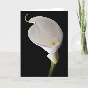 Cartão Elegant white calla