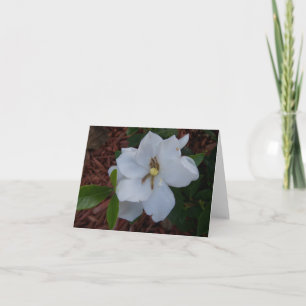 Cartão Elegante flor de gardênia branca em um