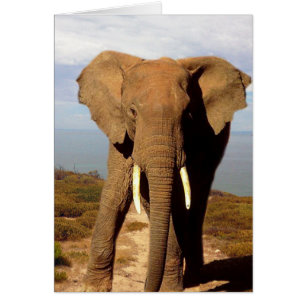 Cartão Elephant Beach Day Outing,