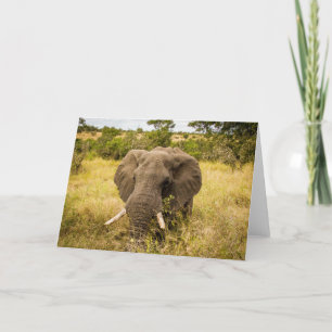 Cartão Elephant Greeting Card