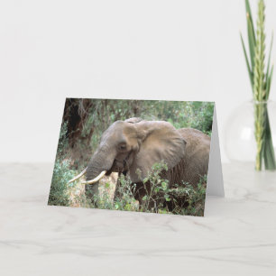 Cartão Elephant Greeting Card