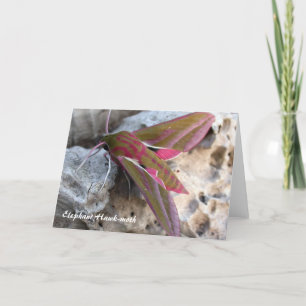 Cartão Elephant Hawk-moth Greetings Card