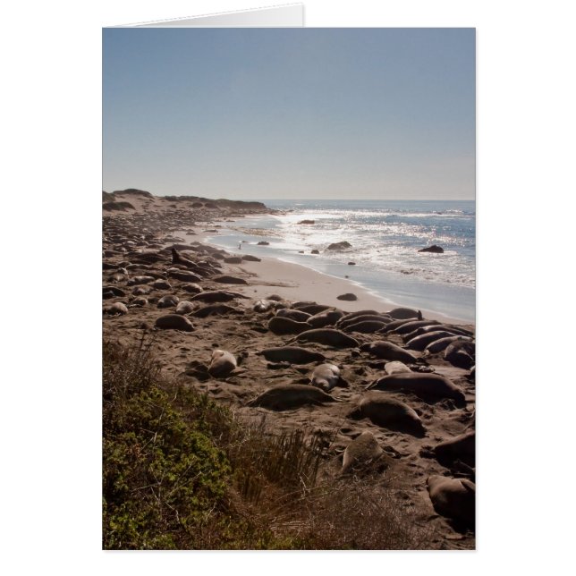 Cartão Elephant Seal (Frente)