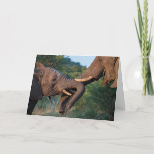 Cartão Elephants Playing Card