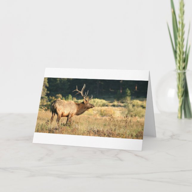Cartão Elk Buck (Frente)