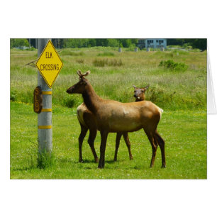 Cartão Elk Crossing California Wildlife