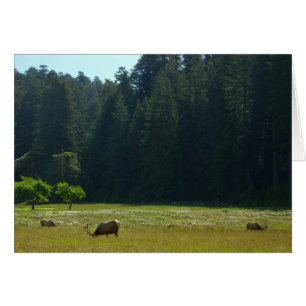 Cartão Elk Meadow no Parque Nacional Redwood