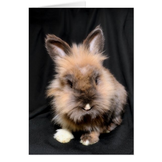 Cartão Em branco (Frente)