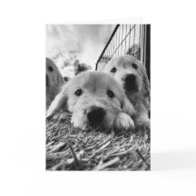 Cartão em branco com cachorrinhos