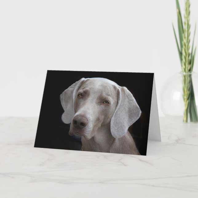 Cartão em branco de cachorro Weimaraner (Frente)