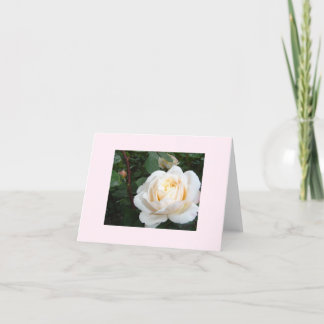 cartão em branco Pearl Rose