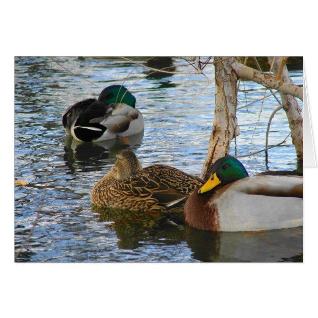 Cartão Em repouso (Frente Horizontal)