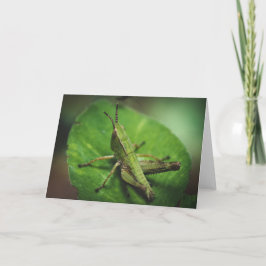 Cartão Emerald Majestade: Um Gafanhoto Elegante