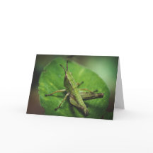 Emerald Majestade: Um Gafanhoto Elegante