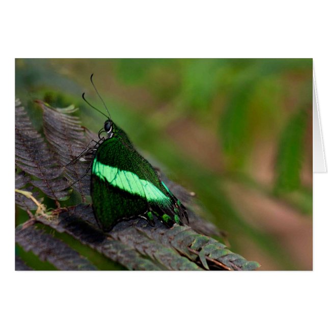 Cartão Emerald Swallowtail (Frente Horizontal)