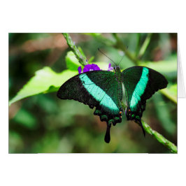 Cartão Emerald Swallowtail Exótico