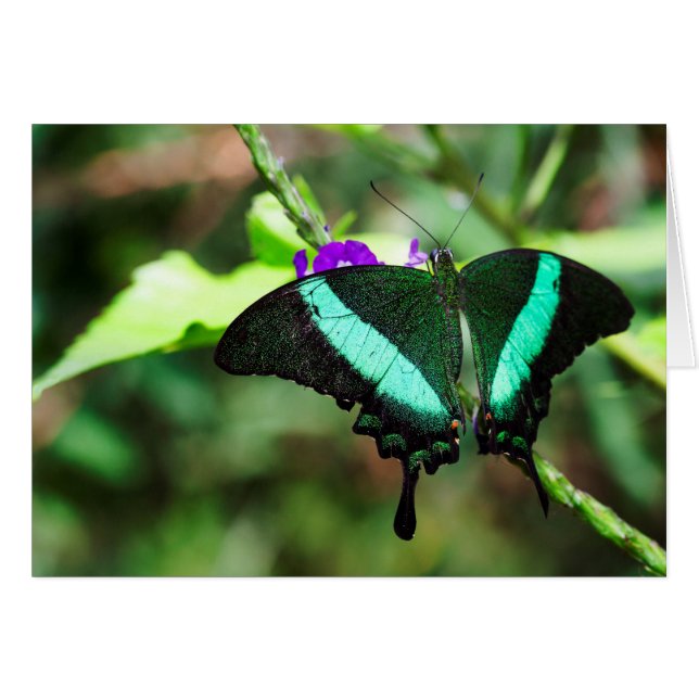 Cartão Emerald Swallowtail Exótico (Frente Horizontal)