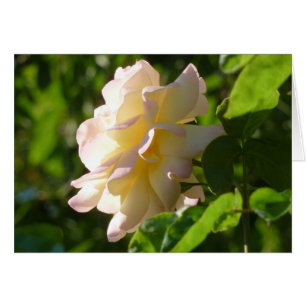 Cartão Emily aumentou