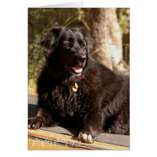 Cartão Emma, fotografia gloriosa do dia