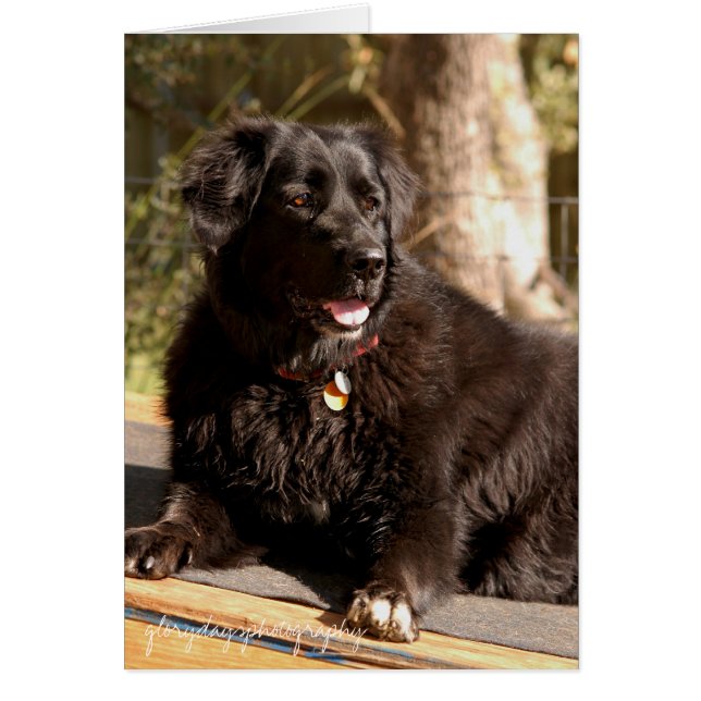 Cartão Emma, fotografia gloriosa do dia (Frente)