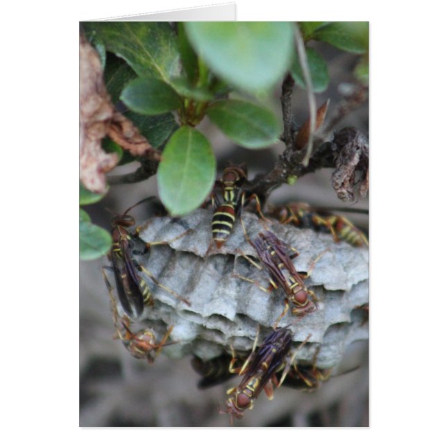 Cartão Empilhadores (Frente)