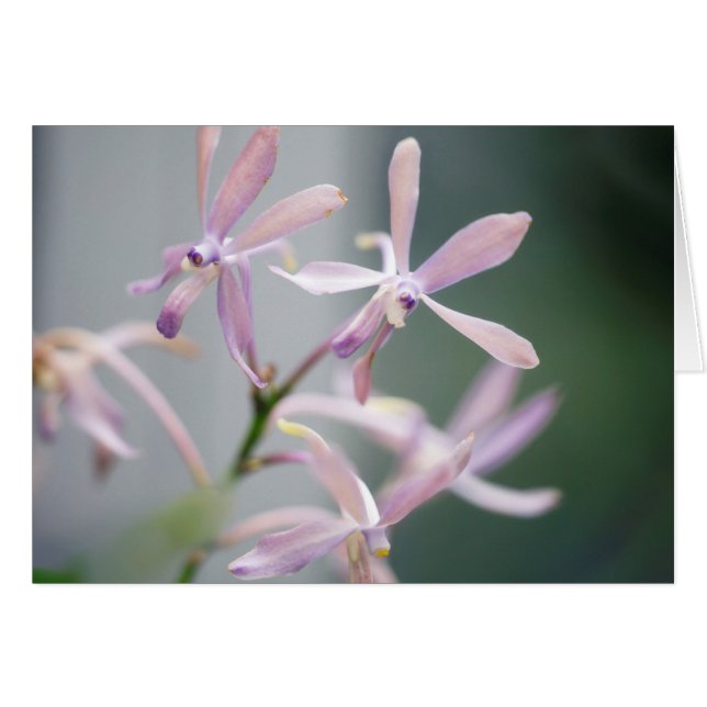 Cartão Encanto 'Pacific azul de Darwinara da orquídea (Frente Horizontal)