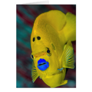 Cartão Encerramento de Angelfish