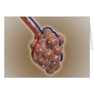 Cartão Encerramento Do Alveolus