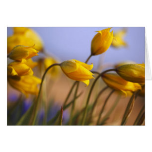 Cartão Encerramento dos daffodils