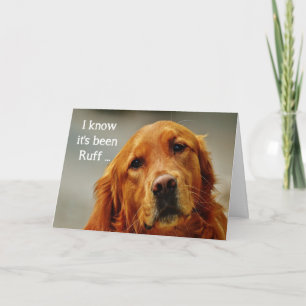 Cartão Encorajamento/ Melhoras Cachorro Cute Golden Retri
