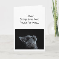 Encorajamento Olhando para Cima para Deus Gato an