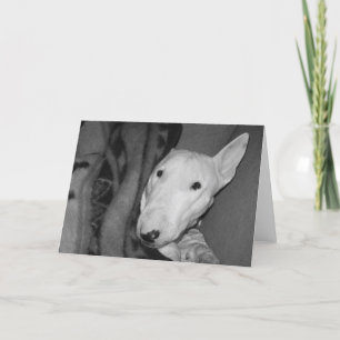 Cartão English Bull Terrier Snuggled Under a Blanket -BW